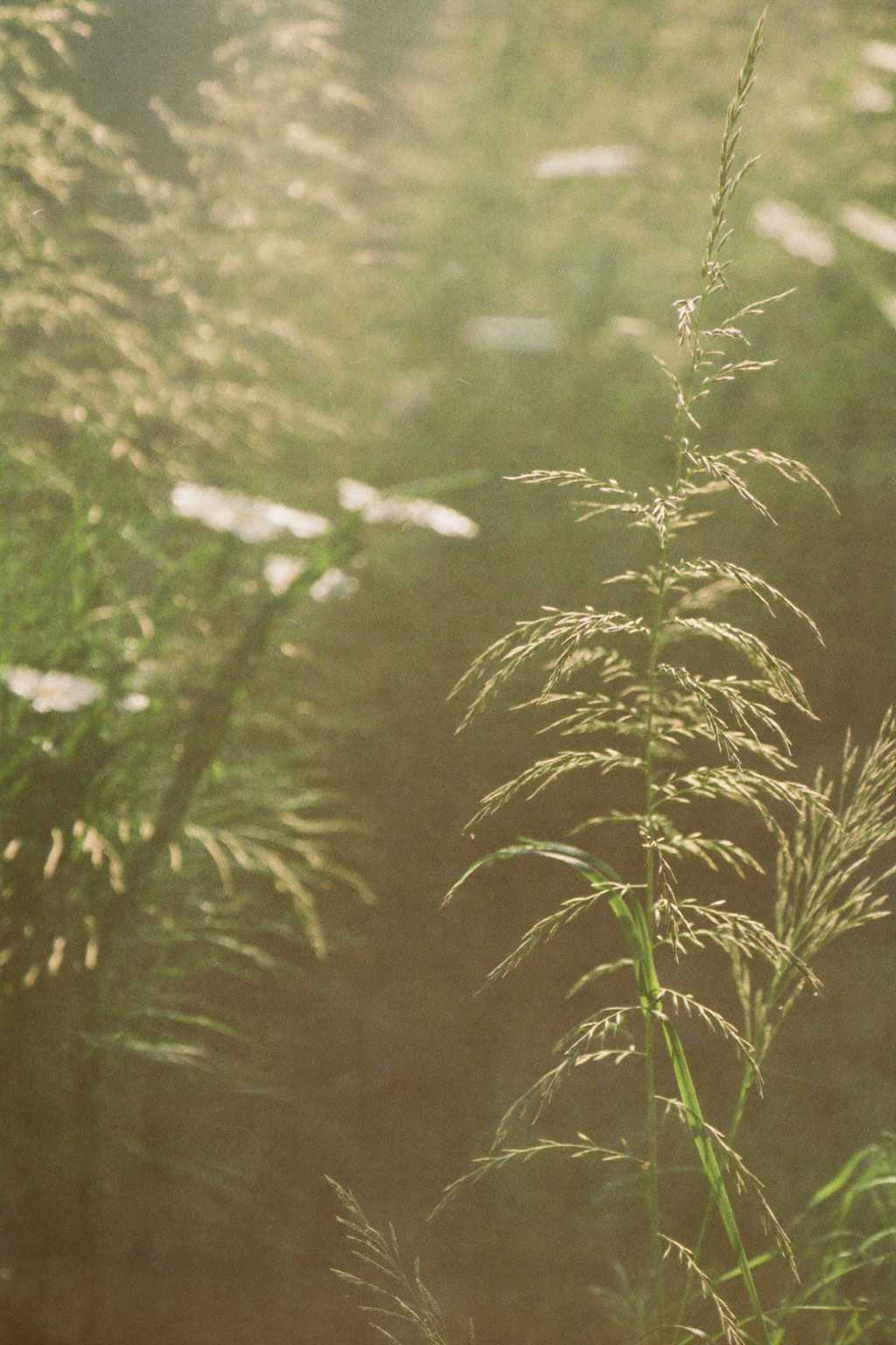 New growth unfurling in golden light — emergence