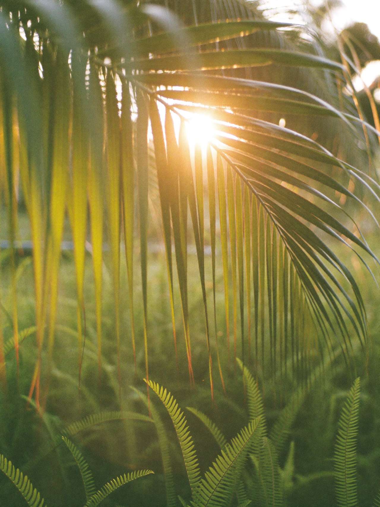 Palm fronds backlit by low golden-hour sun